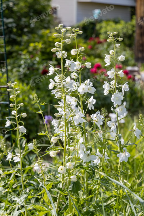 Preview: white delphinium in bright sunlight close up