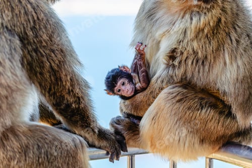 Preview: Two monkeys and their baby sit on a railing by the sea in the midday sun.