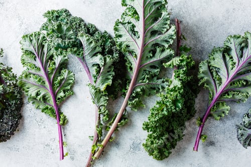 Preview: Freshly cut purple Kale leaves on a light textured background