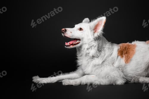Preview: Mixed breed dog on a black background in the studio