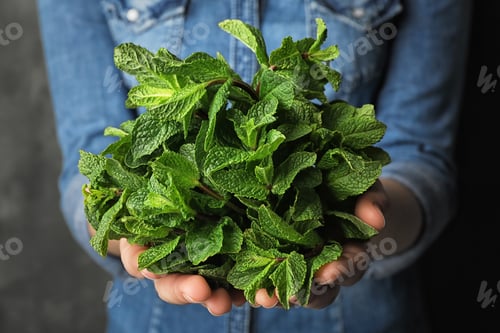 Preview: Young woman holding bunch of fresh mint, closeup