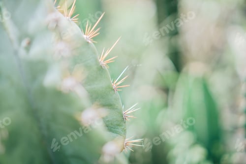 Preview: Cactus spikes background