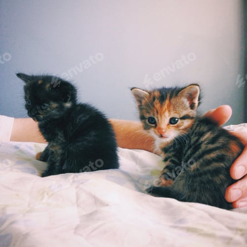 Preview: Two young kittens