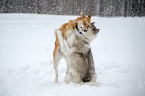 Preview: Huskies embrace in snowy landscape