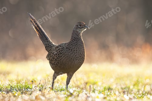 Preview: Female of common pheasant moving on grassland in spring rain