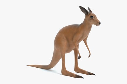 Preview: Alert Red Kangaroo