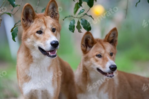Preview: Dingoes