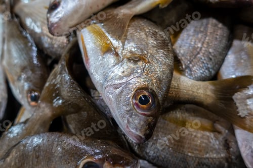Preview: Fresh fish in market in The Algarve, Portugal