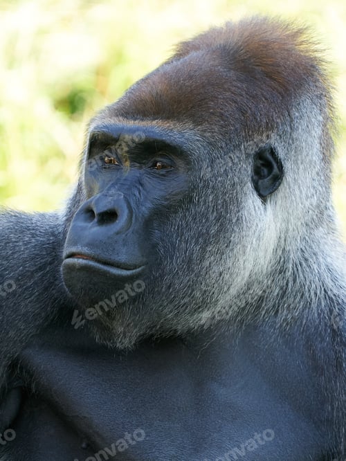 Preview: Western lowland gorilla (Gorilla gorilla gorilla)