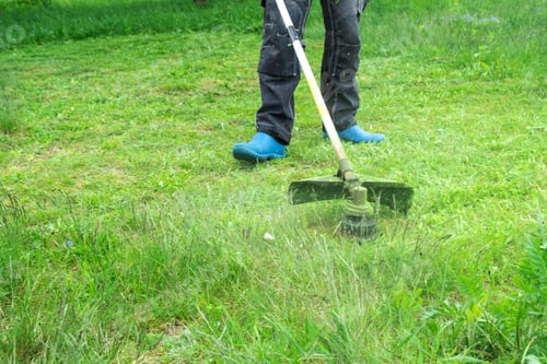 Preview: A male gardener mows the green grass of the lawn in the backyard with a gasoline mower. Trimmer for