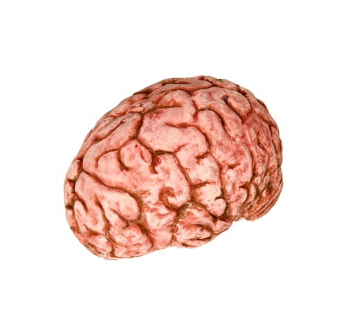 Preview: human brain on white background
