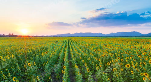 Preview: Panorama of sunflowers field with sunset
