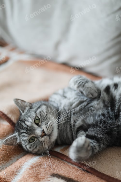 Vorschau: Süße Tabbykatze, die im Bett liegt. Lustiges Haustier. Konzept des entspannenden und gemütlichen Wohlbefindens. Süßer Traum.