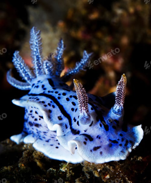 Preview: Underwater fish Photograph surrounded by coral reef scene