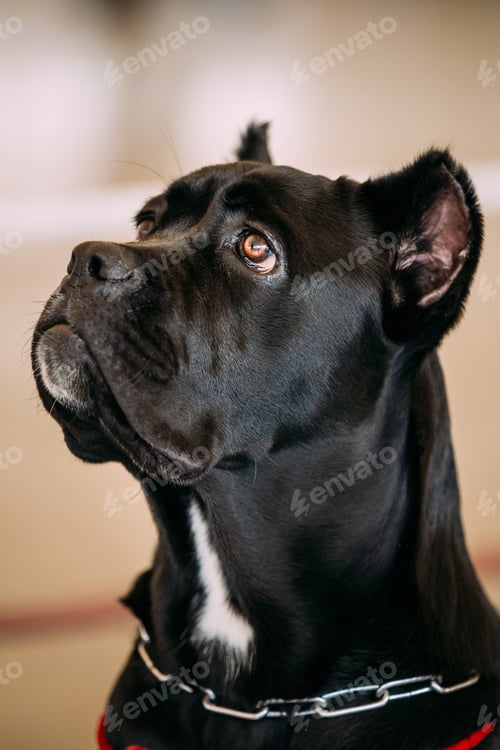 Preview: Funny Black Adult Cane Corso Close Up