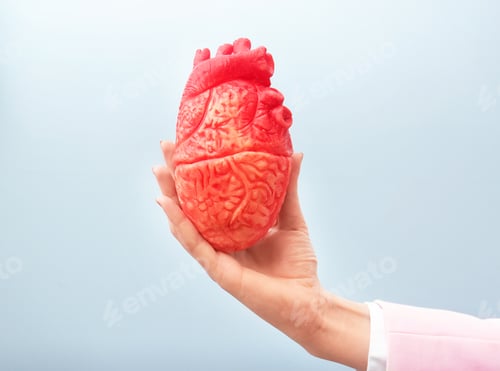Preview: Woman holding model of heart on light background. Heart attack concept