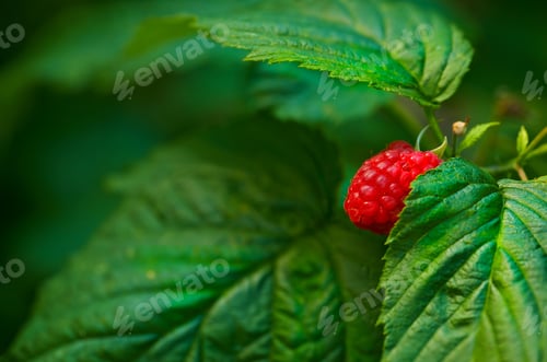 Preview: Raspberry