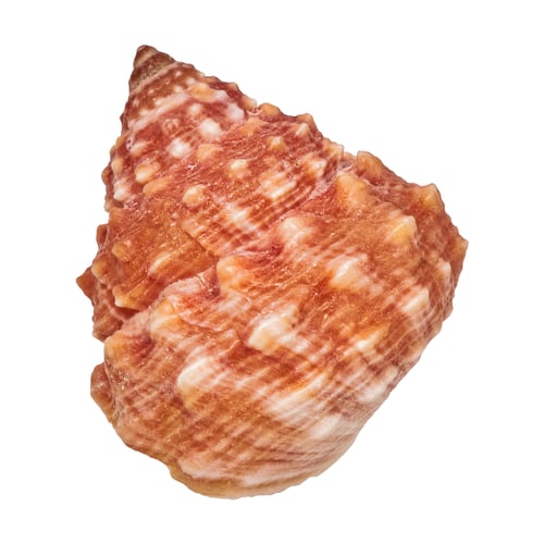 Preview: Sea shell on a white background