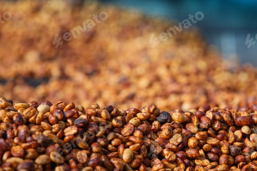 Preview: Coffee beans in the honey process after being exposed to the sun