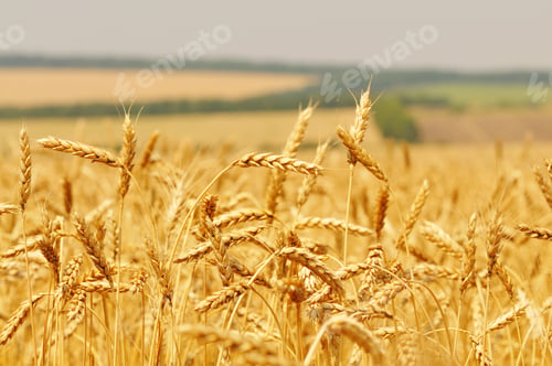 Preview: Close-up of golden wheat spikes on sunny summer clear day