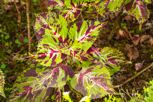 Preview: Coleus
