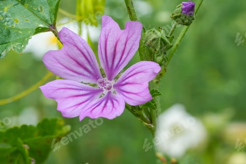 Preview: A pink Mallow flower in a green garden