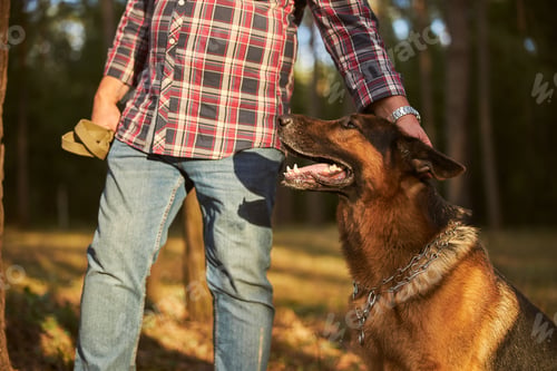 Preview: Man petting his german shepherd on the head