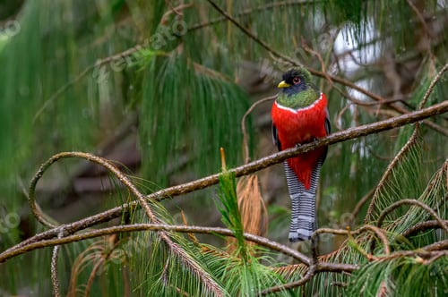 Preview: Beautiful and colorful trogon perched on a pine tree