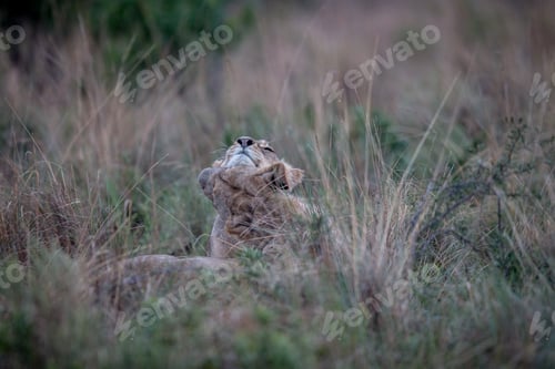 Preview: Two Lions bonding in the high grass.
