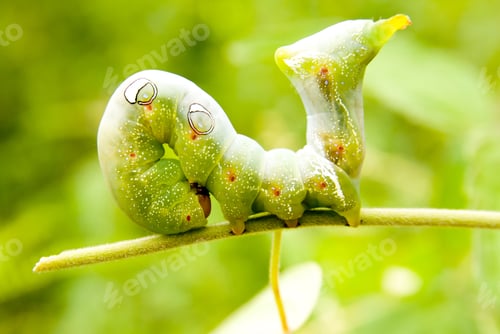Preview: Caterpillar on green leaf