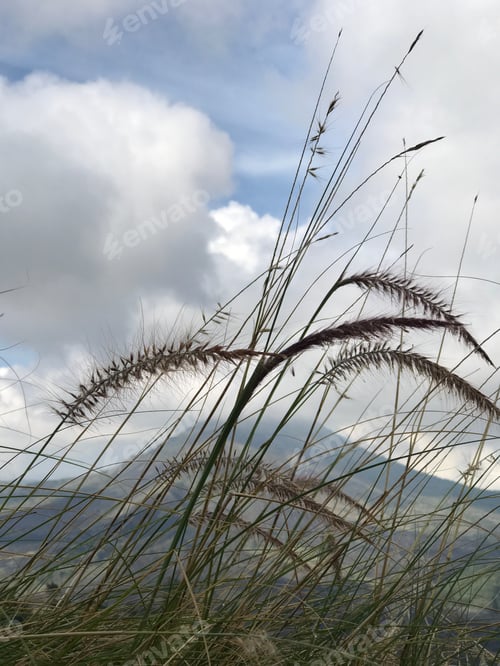 Preview: Cloudy Mountain Behind The Tall Coarse Grass