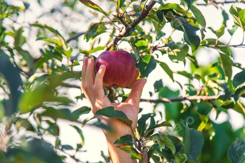 Preview: A male farmer harvests apples. Selective focus.