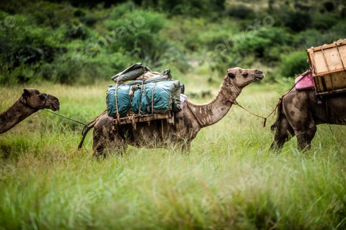 Preview: Camel safari at Sosian Ranch, Laikipia County, Kenya