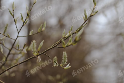 Preview: Spring background catkins on tree branches. Selective focus.