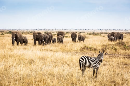 Preview: Zebra in Kenya With Large Elephant Herd