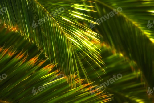 Preview: Palm tree