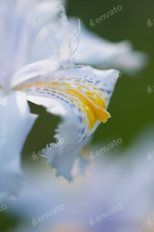 Preview: Close up of yellow and blue iris flowers