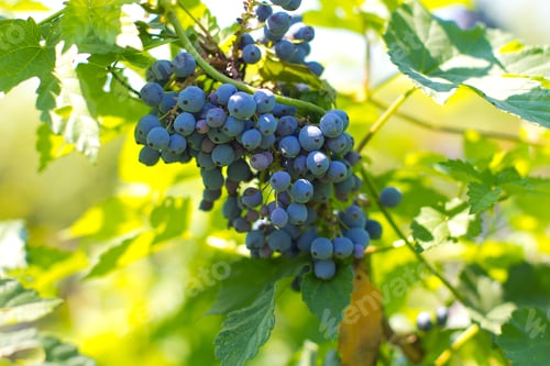 Preview: Red Wine Grapes