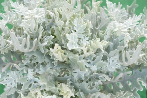 Preview: Pattern ornament of fluffy gray cineraria leaves with textured details. Natural background