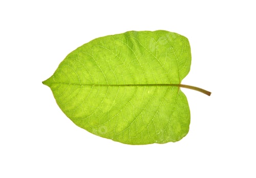 Preview: Vibrant green leaf with detailed veins on white background