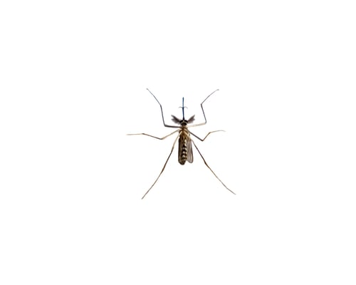 Preview: Mosquito species aedes aegyti sleep open