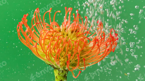 Preview: Stream of bubbles on flower under water. Stock footage. Refreshing flow of bubbles under water with