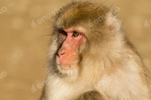 Preview: Monkey close up