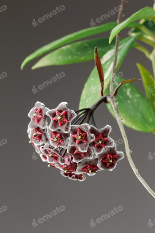 Preview: Hoya Pubicalyx Chimera Wax Plant Bloom Macro Shot
