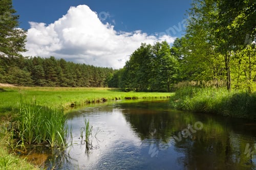 Preview: Summer view of the river in forest