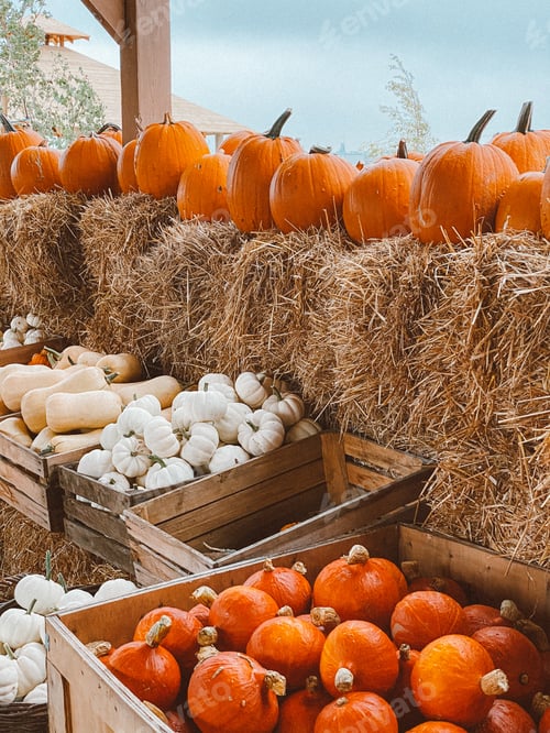 Preview: Pumpkins