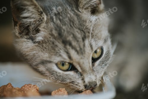 Preview: Shallow focus of a gray tabby cat eating food