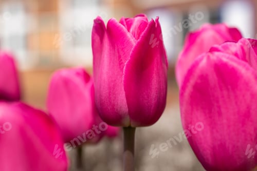 Preview: Spring Garden Of Pink Tulips In Holland Michigan