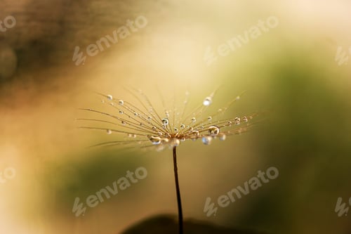 Preview: Abstract dandelion flower background. Seed macro closeup. Soft focus