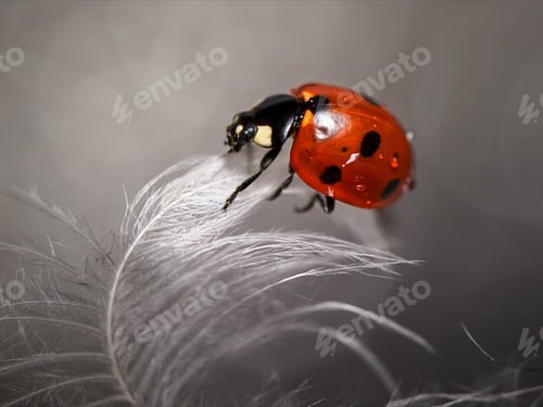 Preview: The red ladybug sits on a white feather. Macro